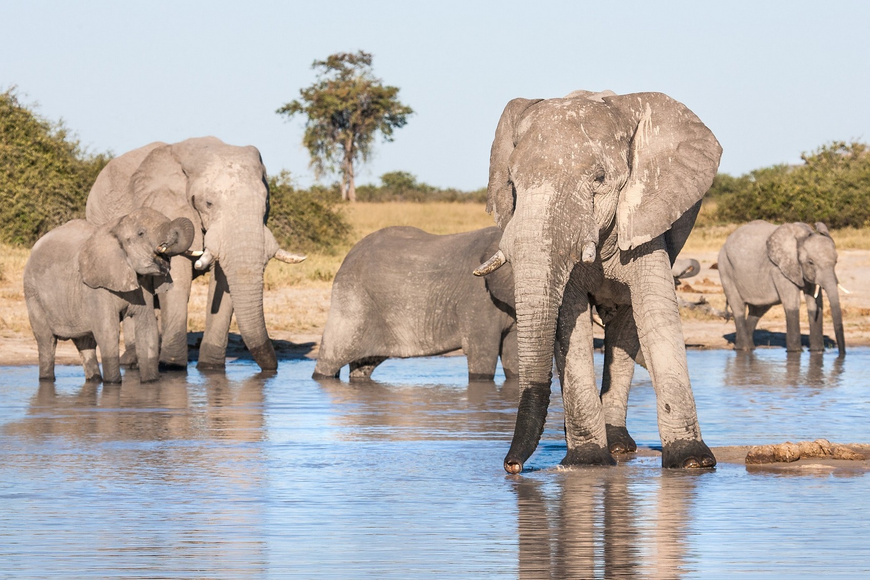 Elefanti nel Chobe