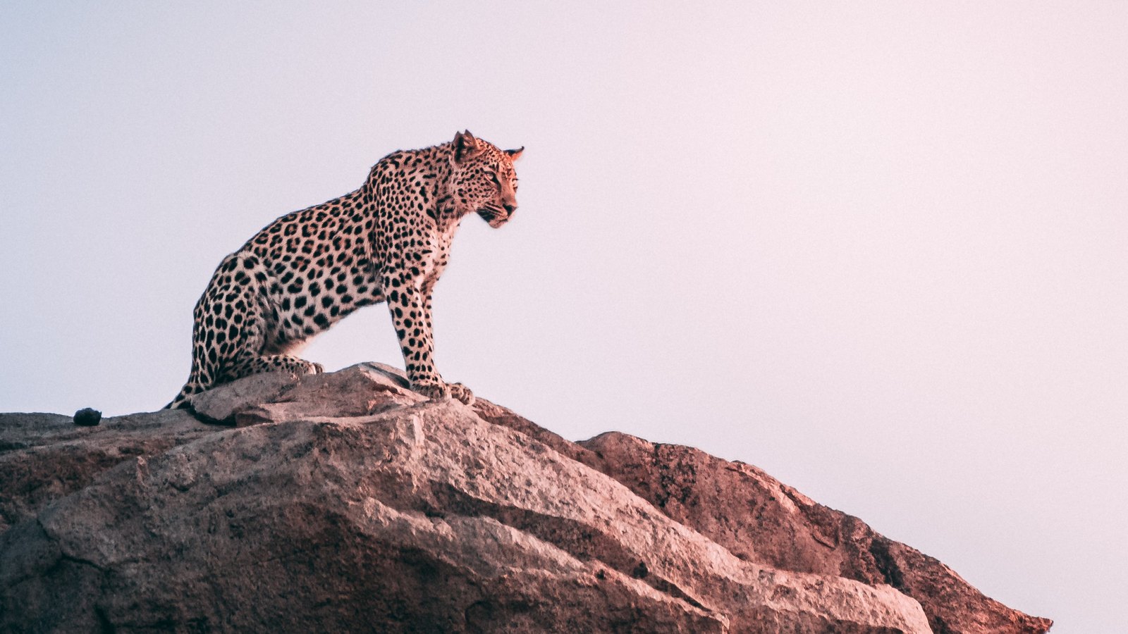 Leopardo nel Kruger