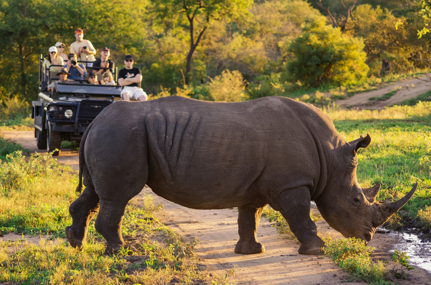 Rhino nel Kruger