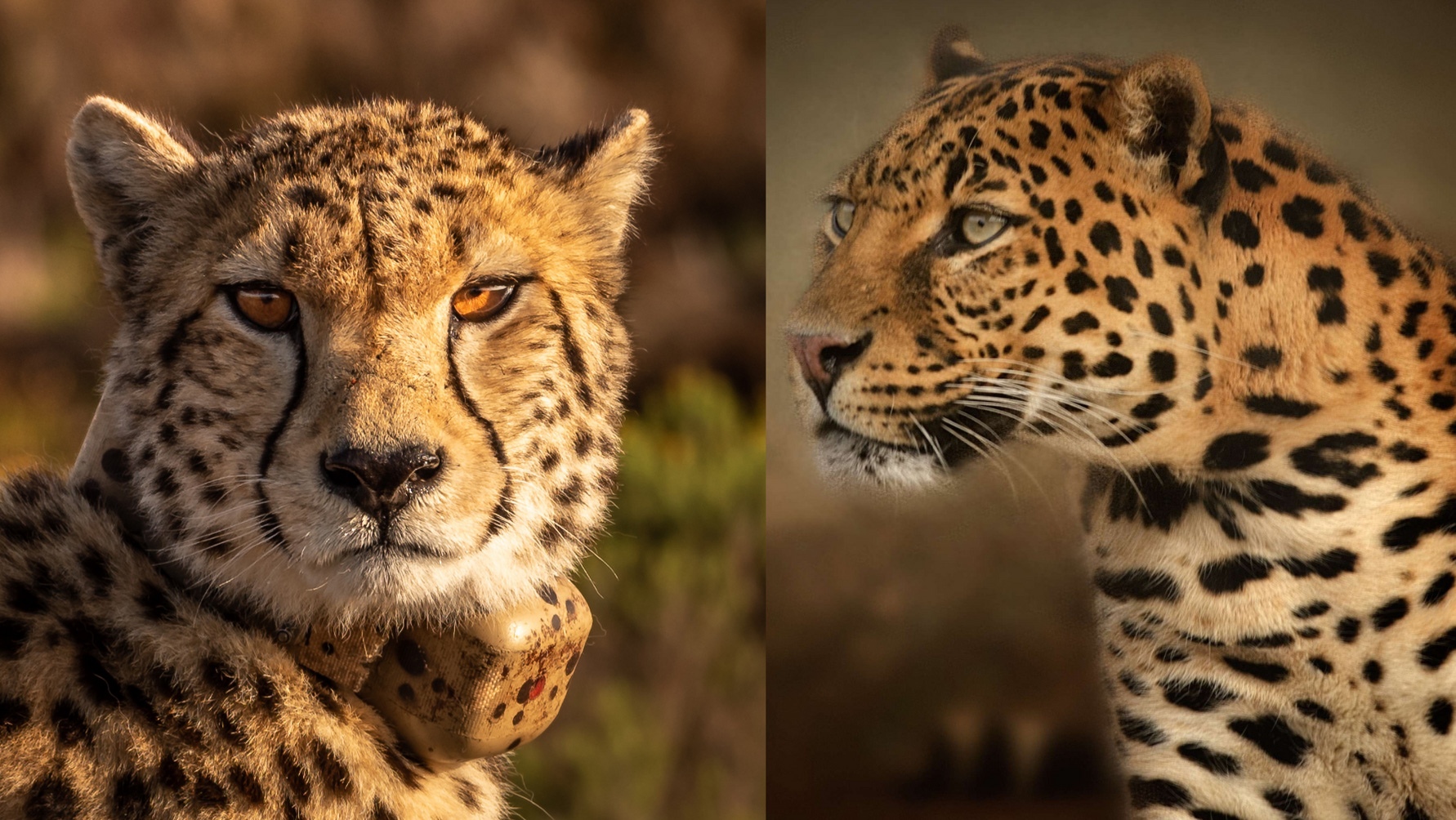 ghepardo e leopardo