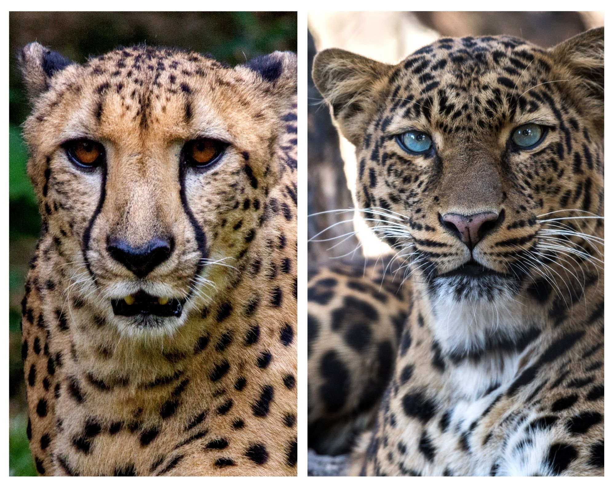Ghepardo e Leopardo
